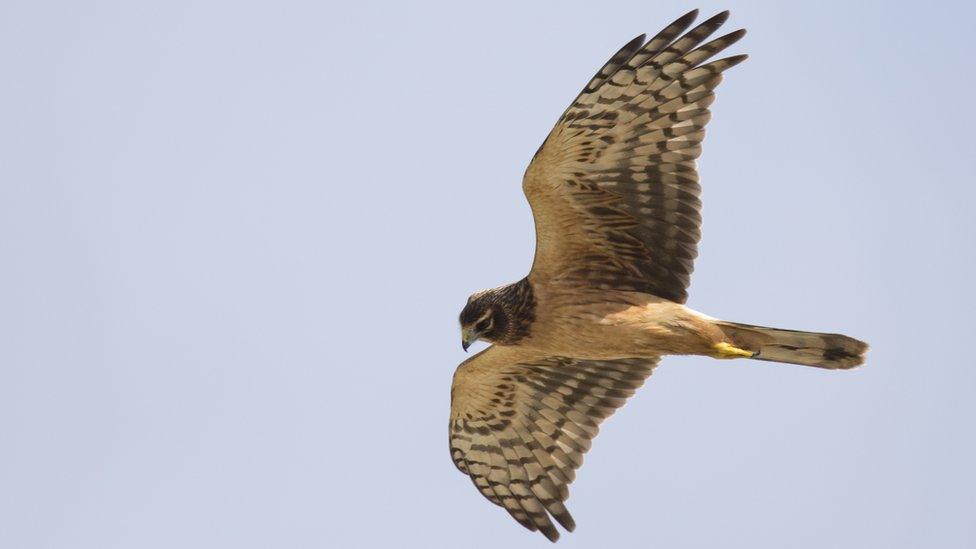 hen harrier