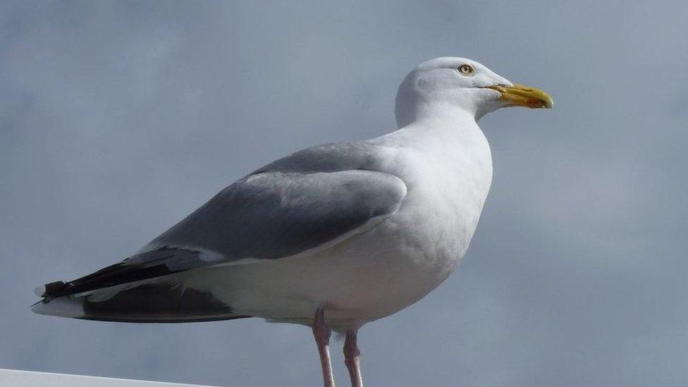 Seagull