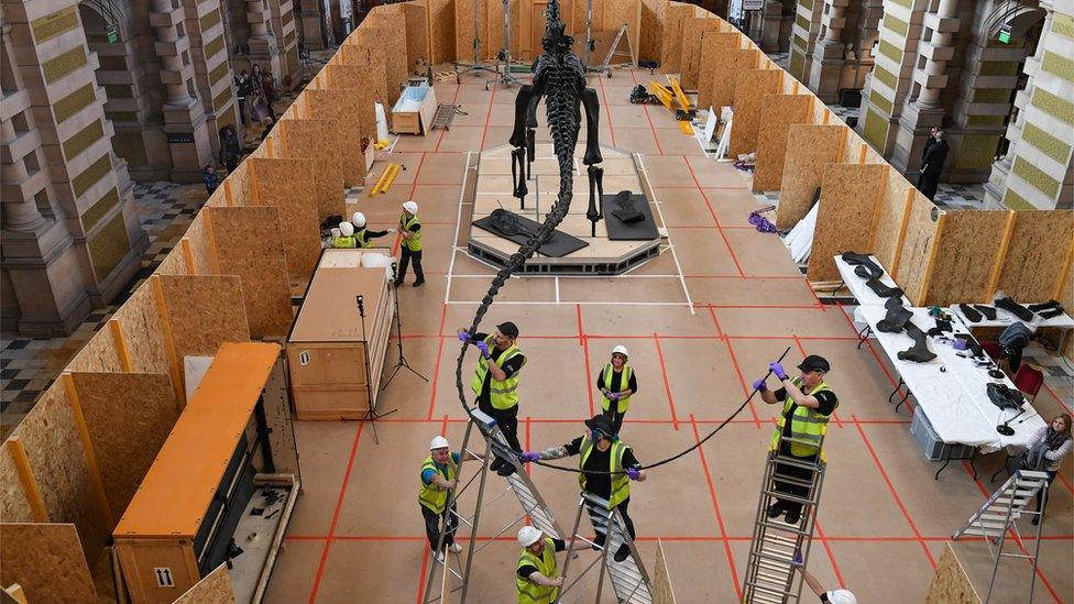 Dippy the dinosaur being constructed in Glasgow