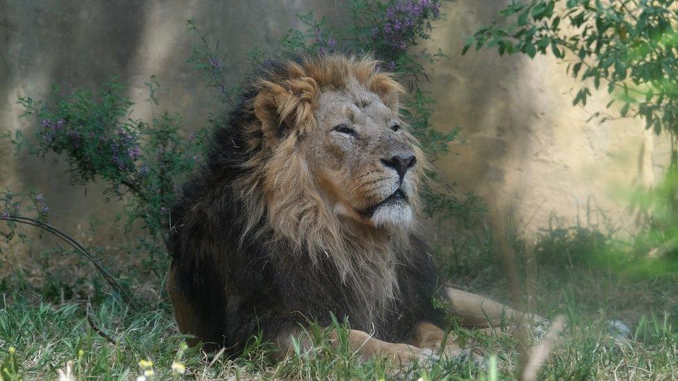 Bhanu the lion at London Zoo