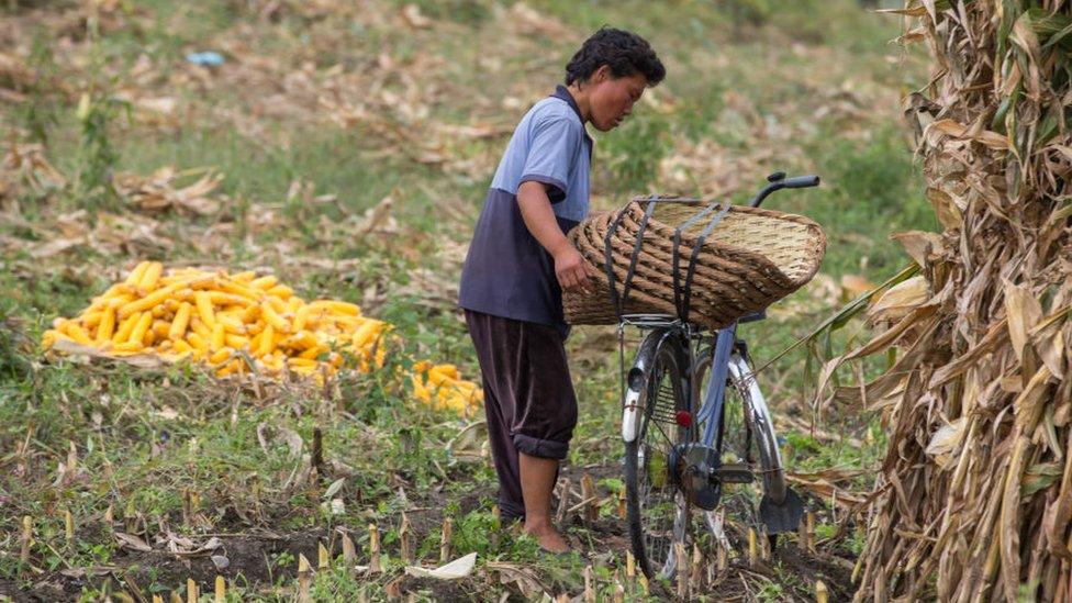 North Korean woman harvesting corns in a field, South Hamgyong Province, Hamhung, North Korea on September 11, 2012 in Hamhung, North Korea.