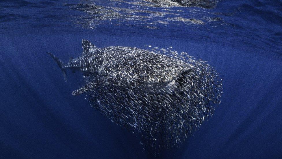 photo of a whale shark surrounded by a school of fish - the shark is about to eat some