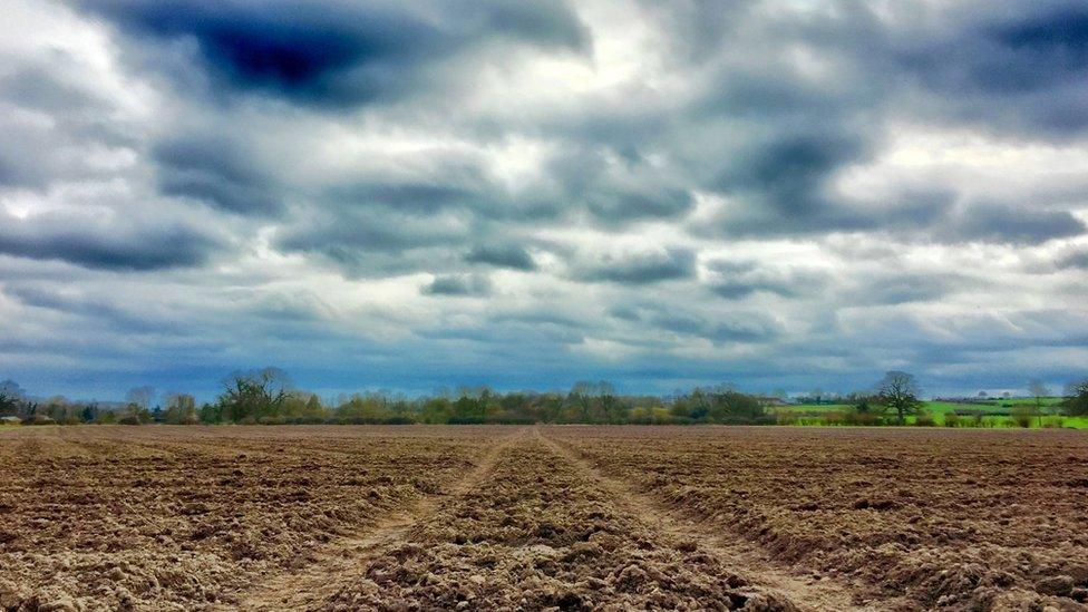 A shot taken on a dog walk near Holton Wood
