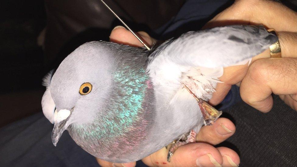 Pigeon with metal spike through its wing