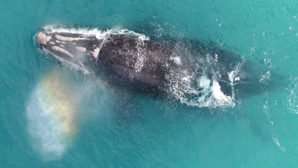 A rainbow emerges from after a blast from the blowhole of a southern right whale