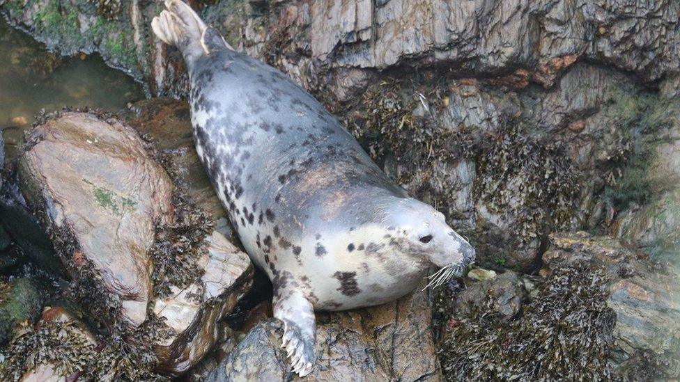 Seal on a rocky surface