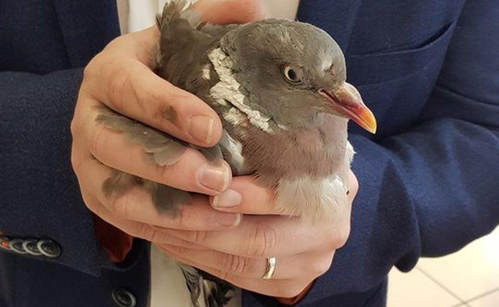 Pigeon being held