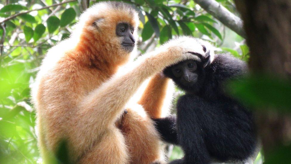 Female Hainan Gibbon