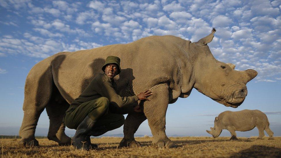 A rhino caretaker Mohammed Doyo caresses one of two surviving female northern white rhinos, Najin, at Ol Pejeta Conservancy near Nanyuki, some 200km north of Nairobi, Kenya, on 18 February 2015