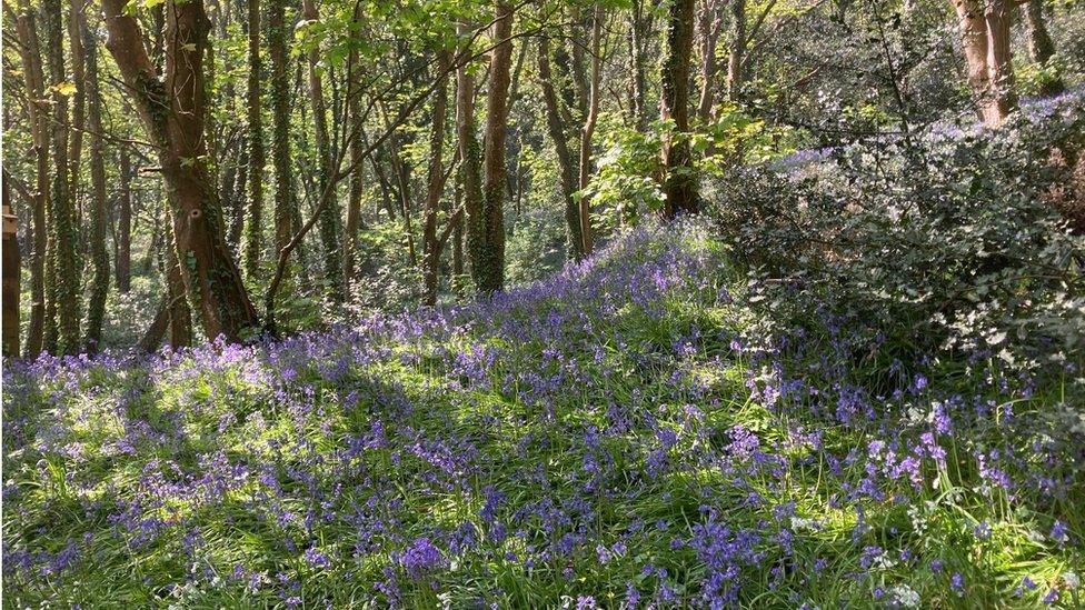 Bluebell Woods