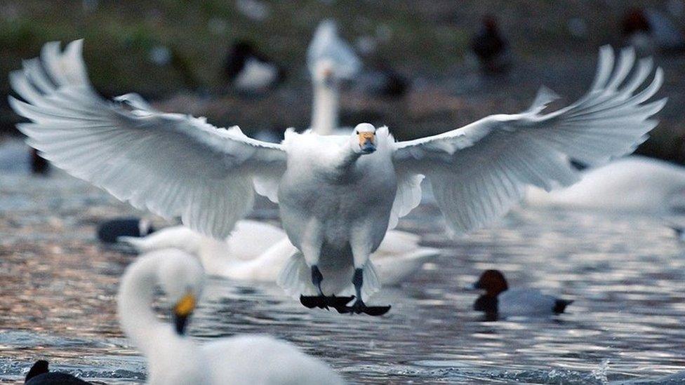 Bewick's Swans on Swan Lake at the Wildfowl Wetlands Trust, Slimbridge in Gloucestershire