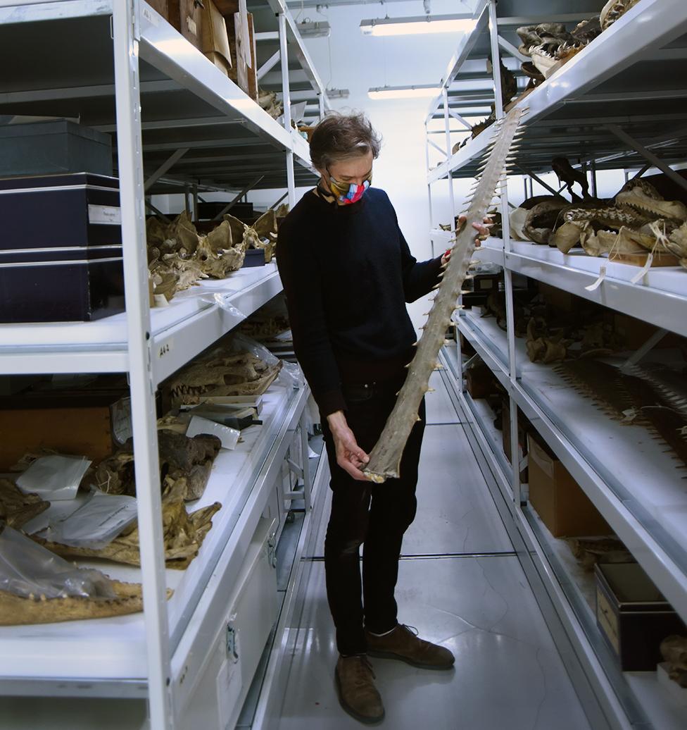 James Maclaine in the Natural History Museum