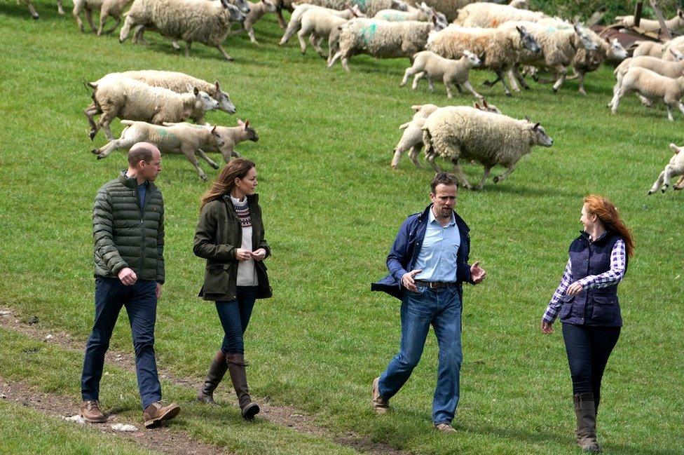 Will and Kate with farmers, sheep running in background