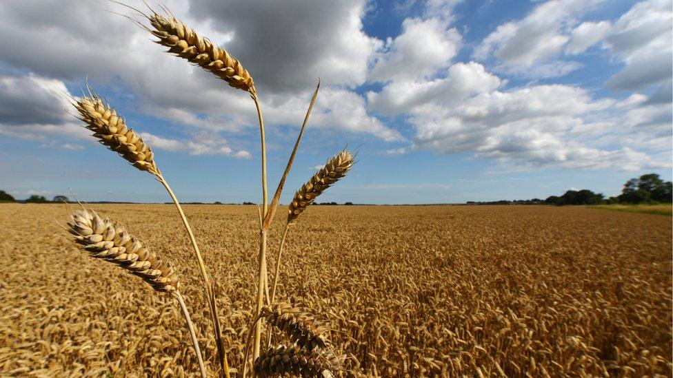 Wheat field