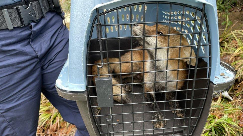 The captured fox in a cage