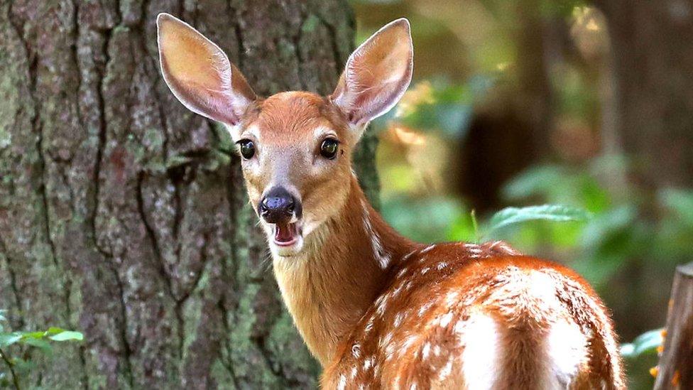 A whitetail deer in Massachusetts