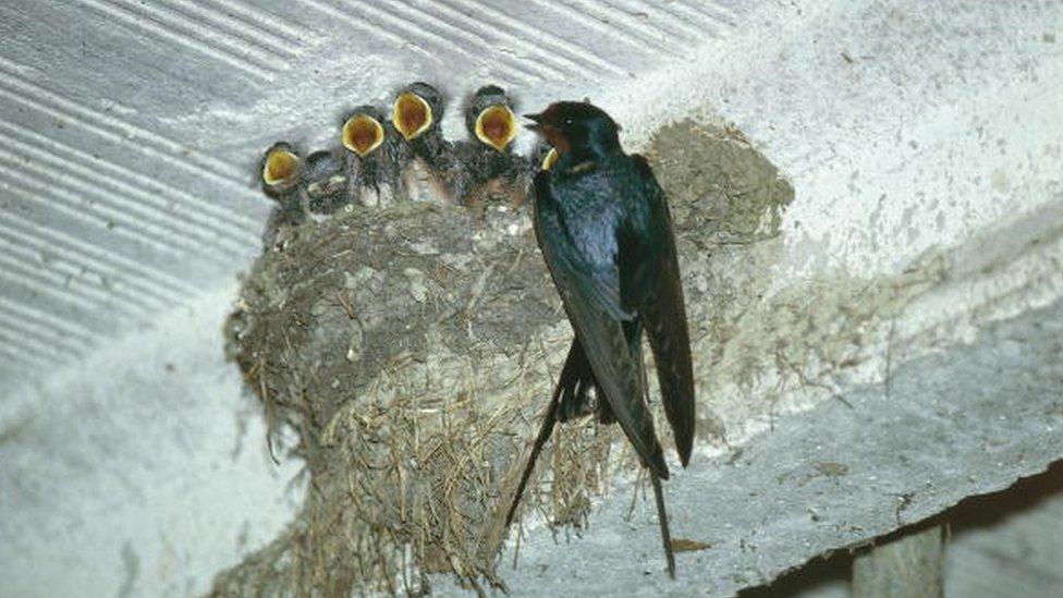 A family of newborn swallows