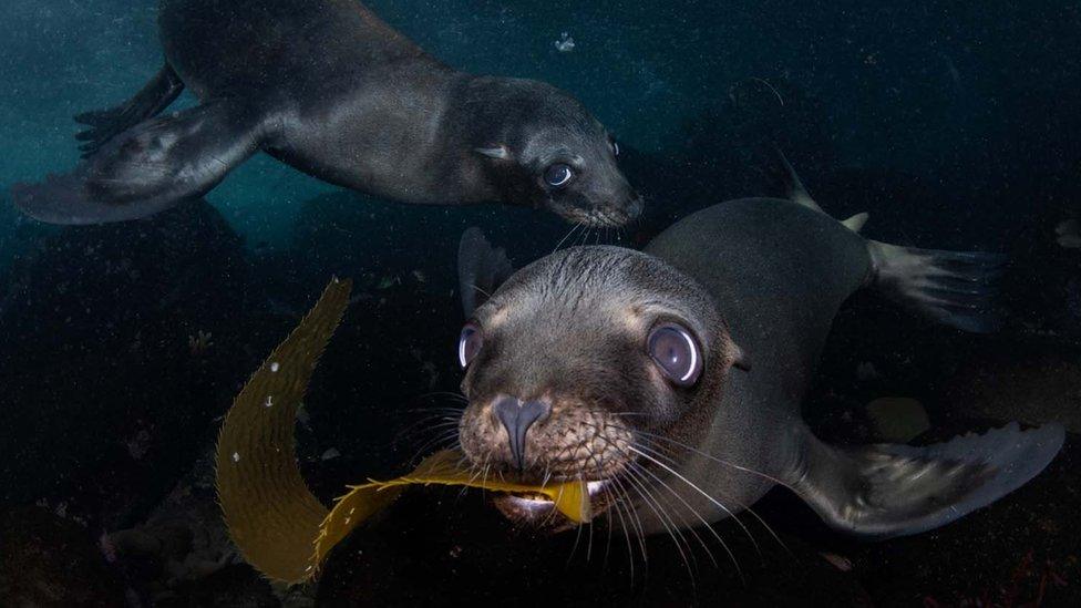 seals-swimming-under-water