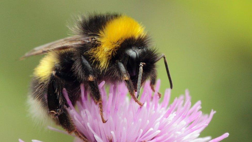 A bumblebee on a thistle