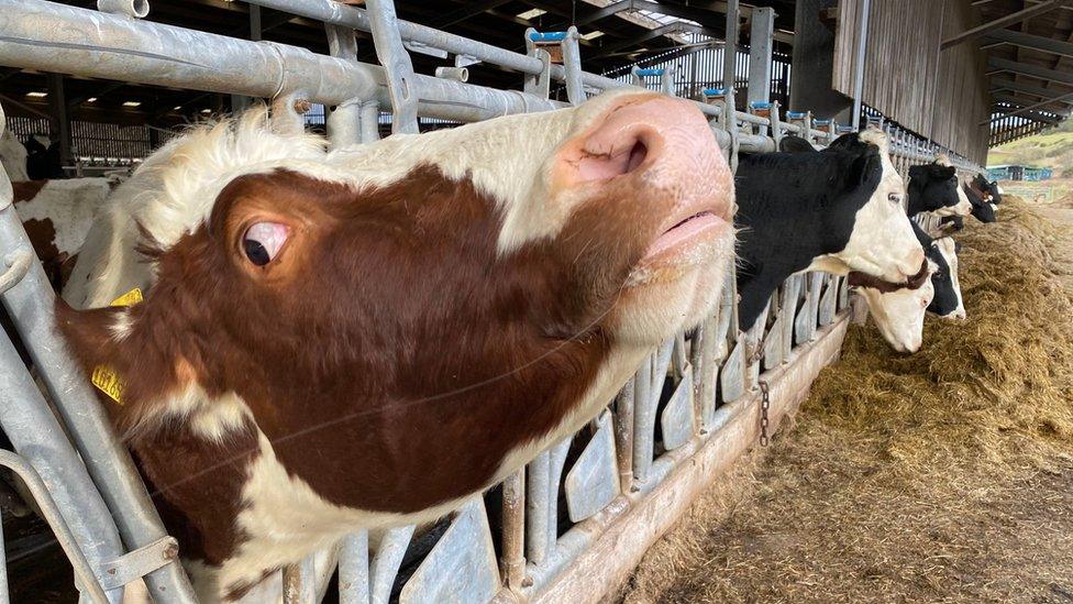 Wilma Finlay's cows