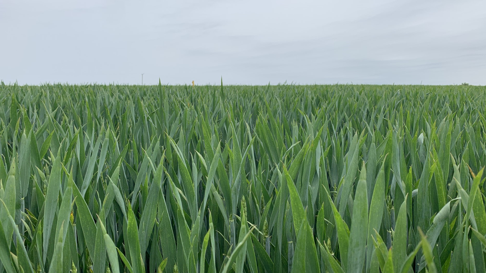 Wheat field