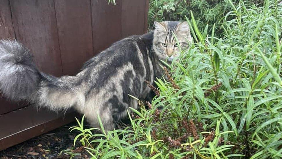 Willow in greenery outside