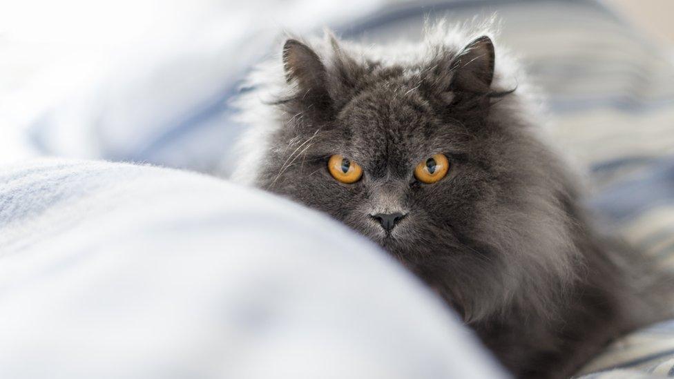 A long-haired cat in a bed