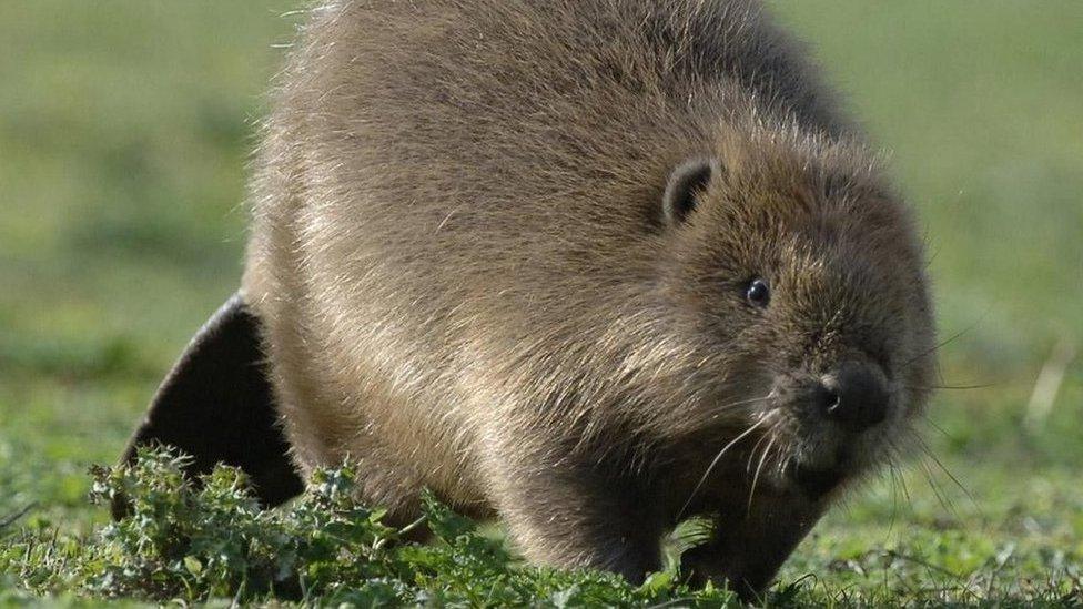 A Beaver running