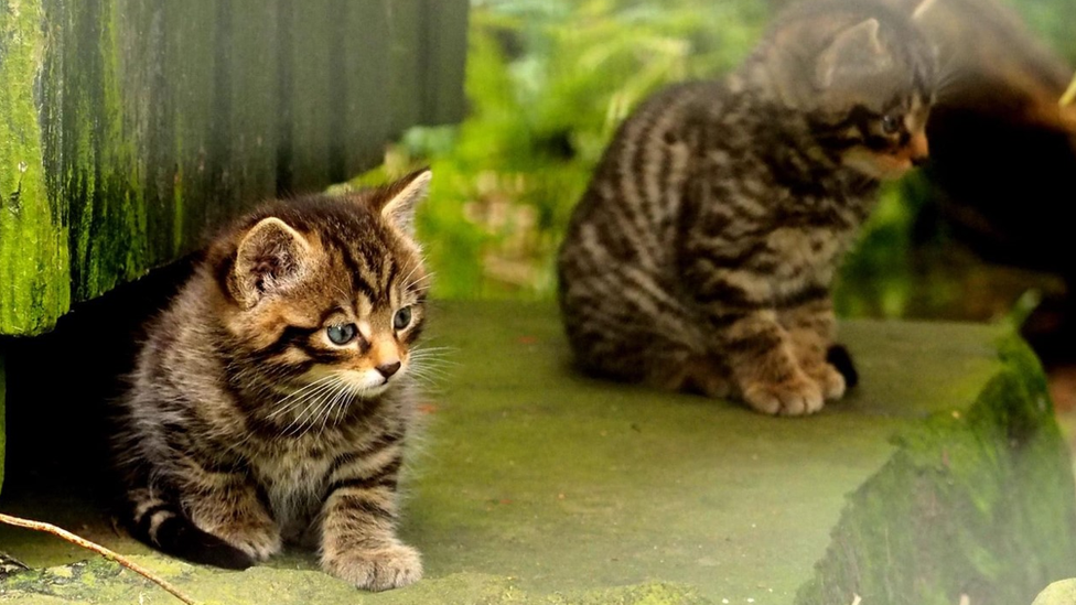 Scottish wildcat kittens