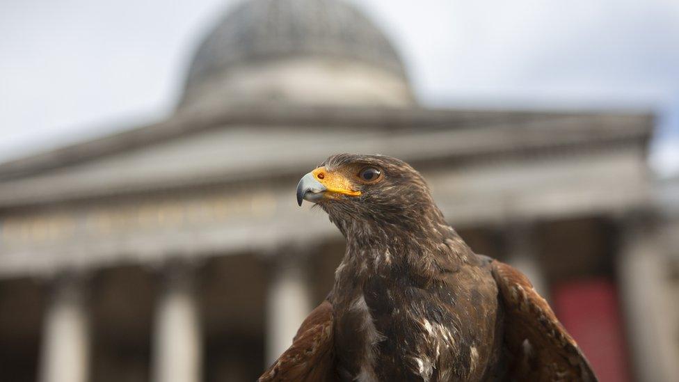 Harris hawk Lighten in Trafalgar Square, 13 June 2020