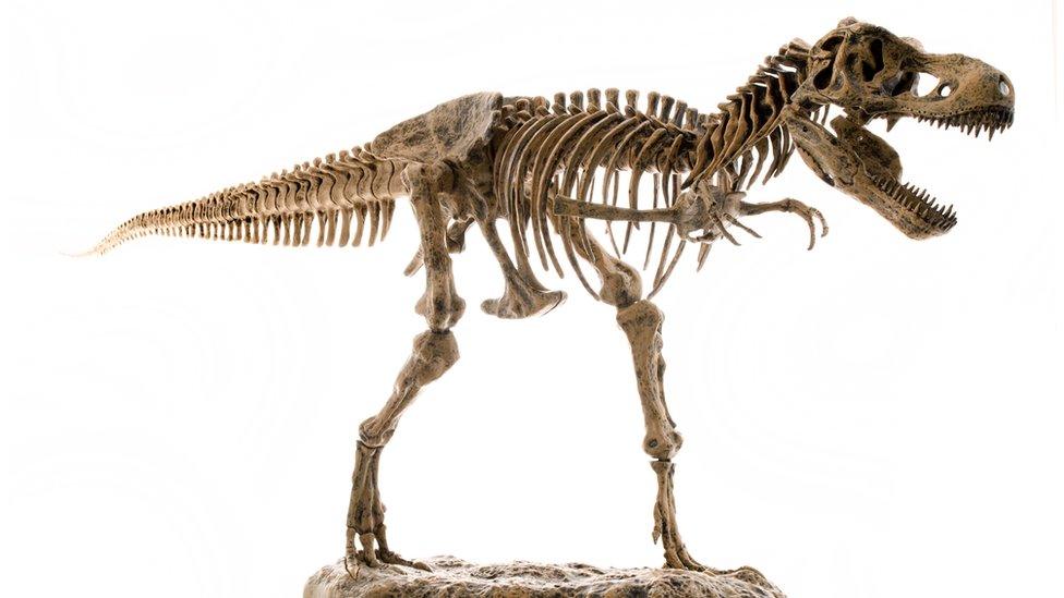 T. rex skeleton