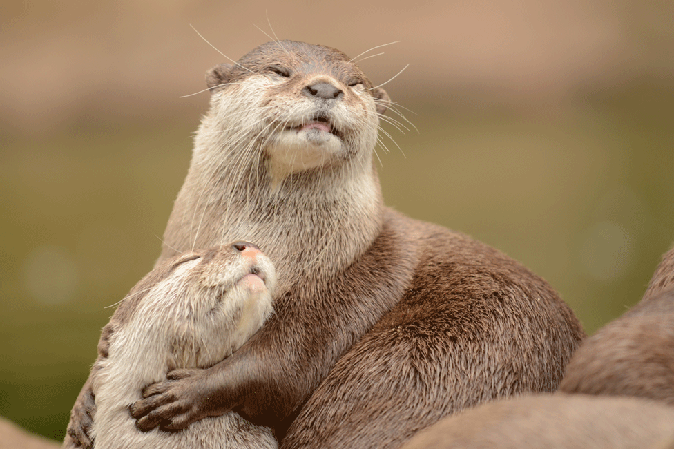 Otters