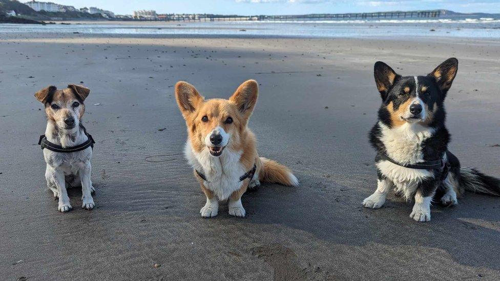 Dogs on Ramsey beach