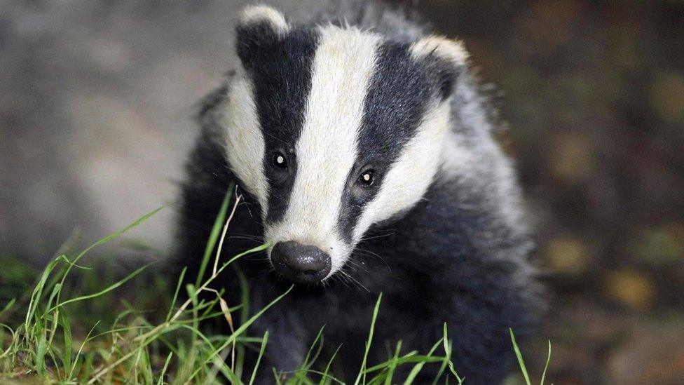 Badger