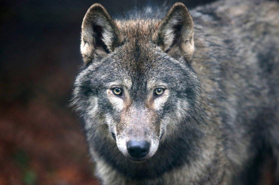 A male grey wolf from Scotland now living in Bristol