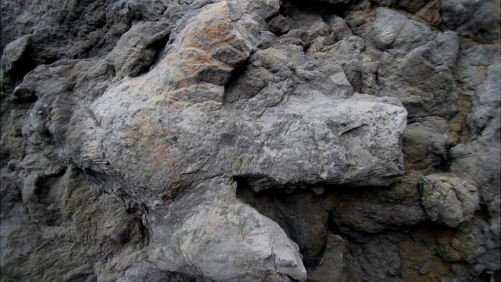 Dinosaur footprints near Hastings