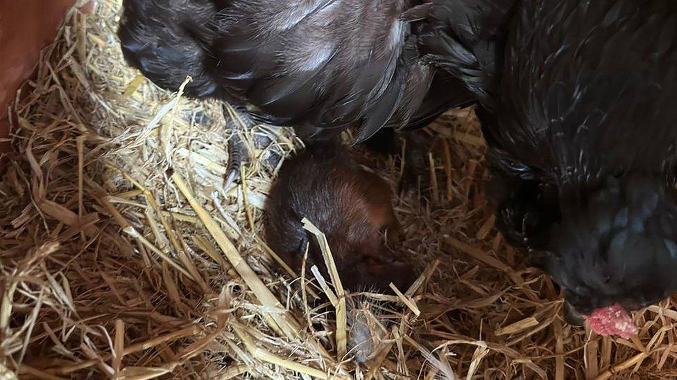 squirrel-and-chicken.