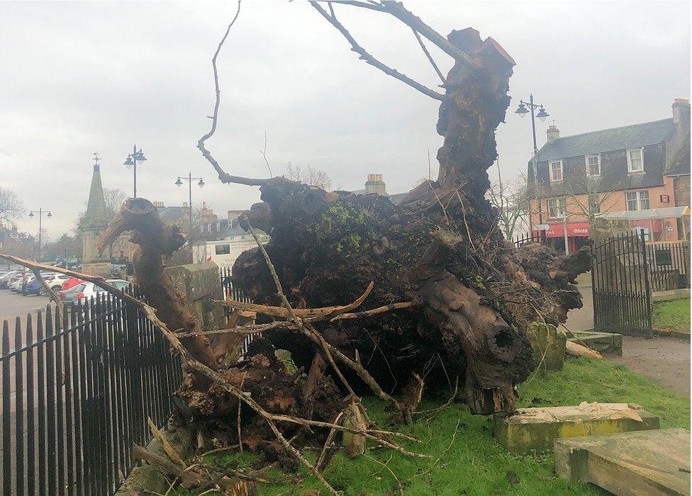 Beauly Elm