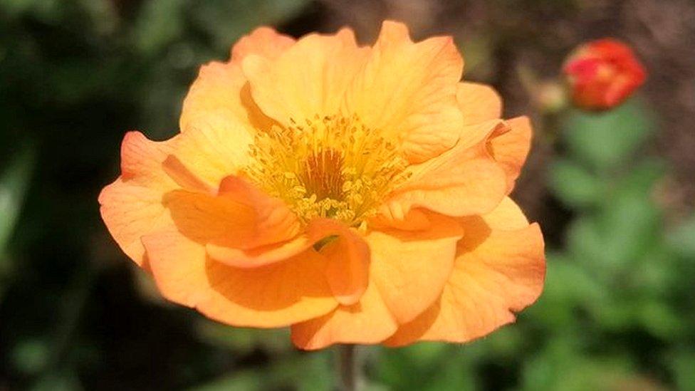 geum plant