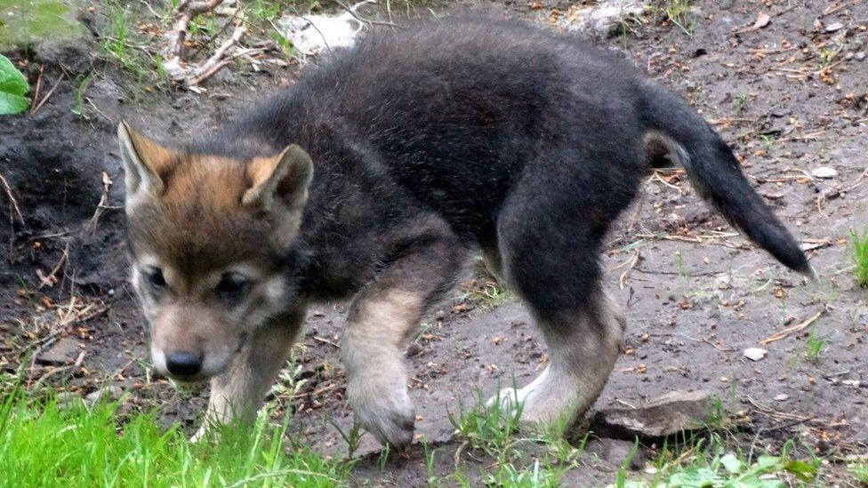 Wolf pup