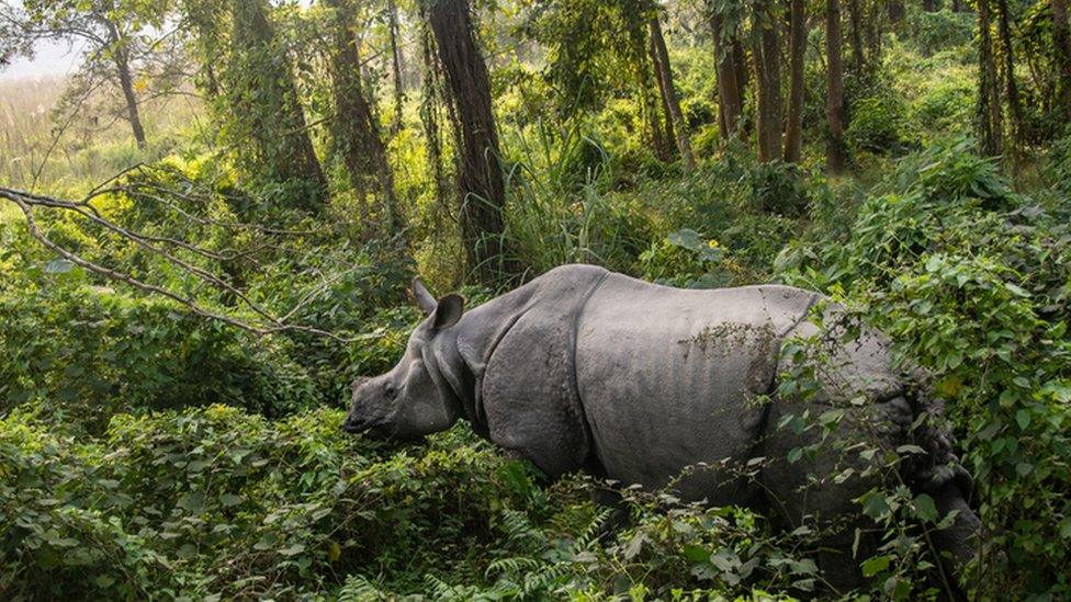 Rhino in Chitwan, Nepal