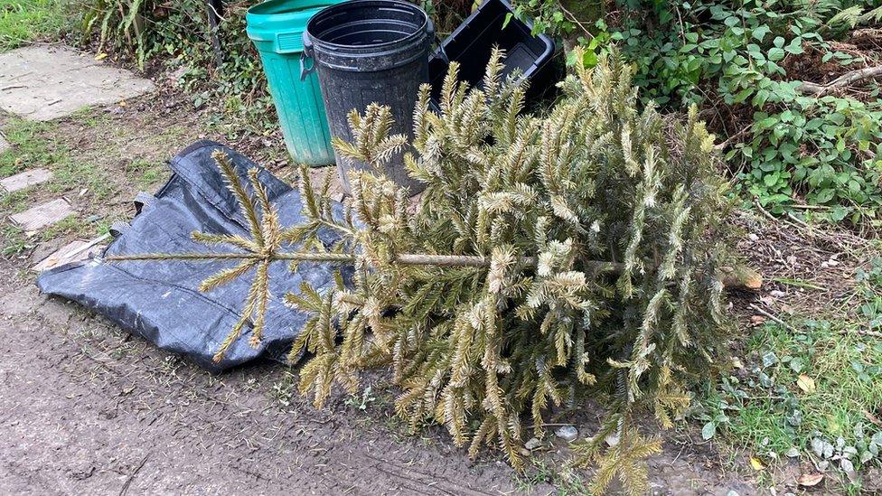 Old Christmas tree lying on ground