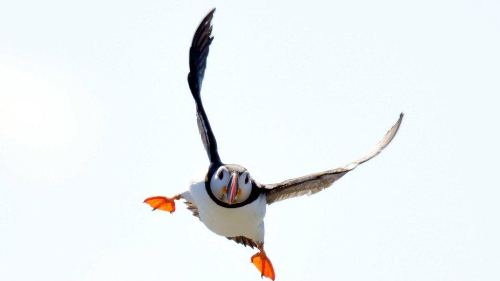 puffin-flying