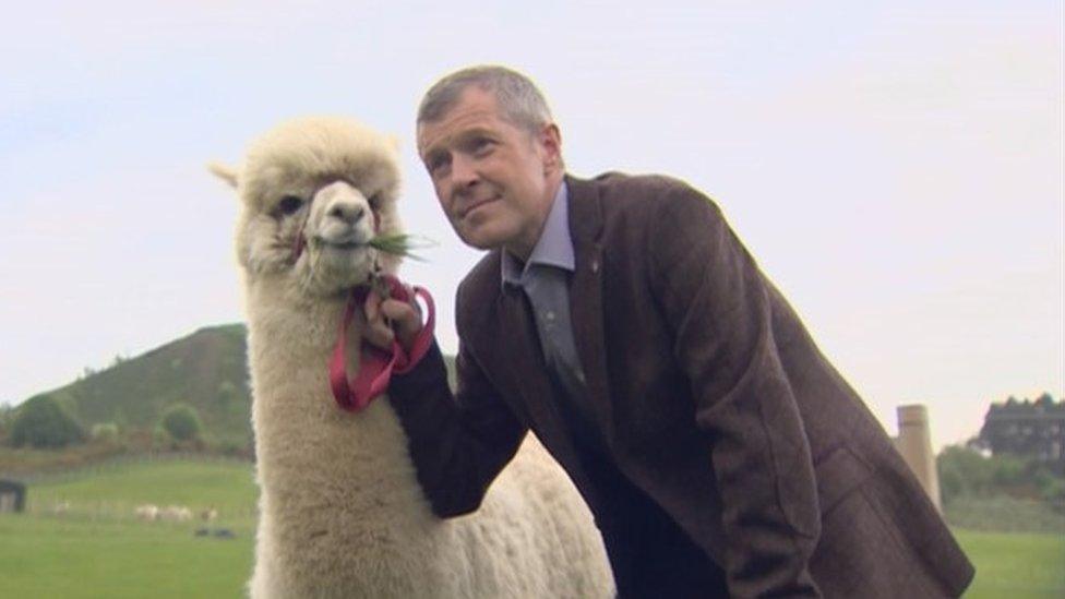 Willie Rennie visiting an alpaca farm