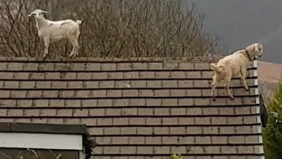 Trouble and Mabel the goats on a roof