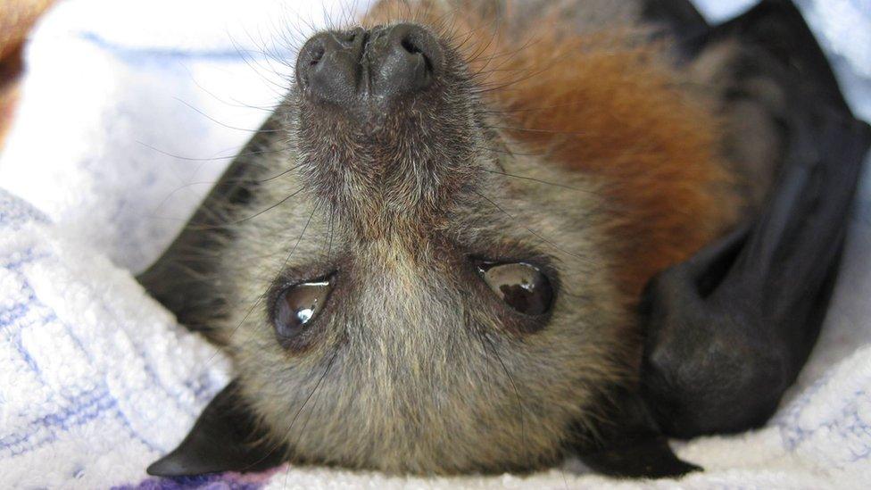 A baby bat is wrapped in a blanket