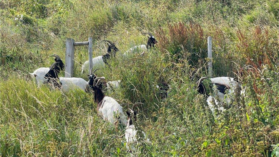 Goats on Cromer cliffs