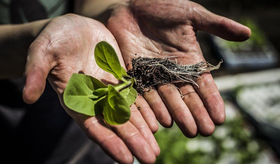 tobacco plants