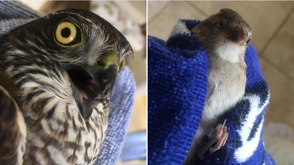 Sparrowhawk and sparrow