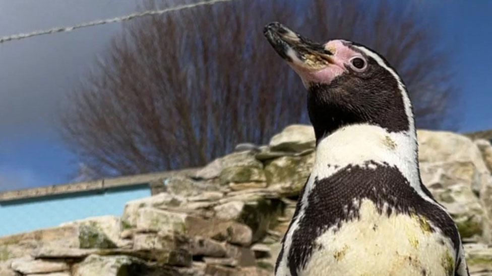 A Humboldt Penguin looks into the distance